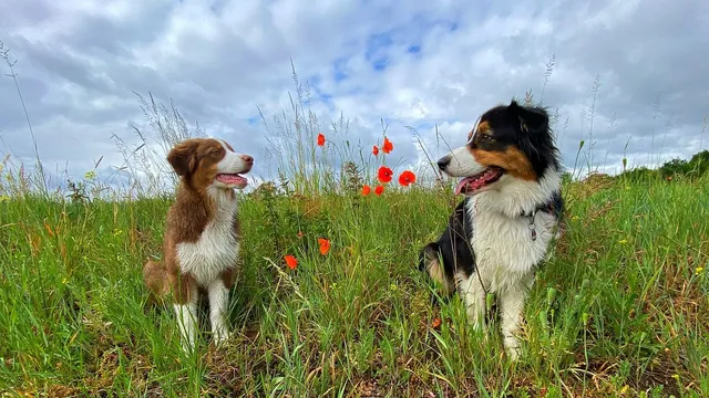 Calabrone Australian Shepherds