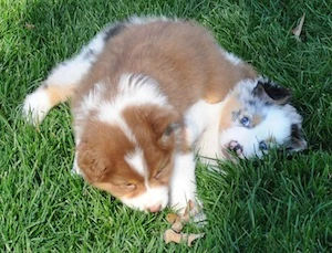 Australian Shepherds